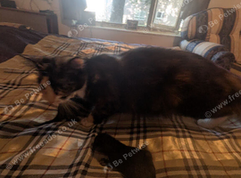 4 kittens for sale