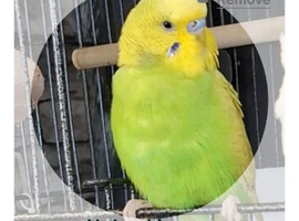 Budgie