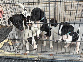 Jack russel puppy&rsquo;s