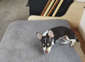Chorkie puppie