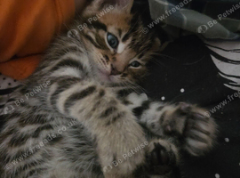 Beautiful tabby kitten