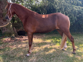 Beautiful young mare
