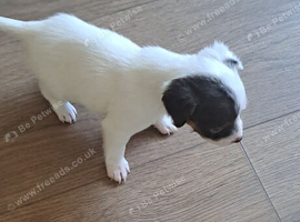 Beautiful jack russell terriers