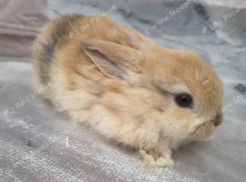 Mini lop babies both sexes. Ready to leave 20th November
