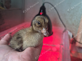 Day old Appleyard ducklings