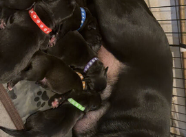 5 beautiful puppies