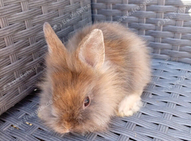 Lionhead cross mini lop babies
