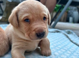 Kc registered health tested Labrador