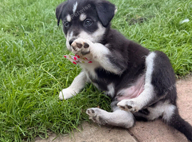 Husky x Labrador