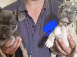 2 Frug Puppies left