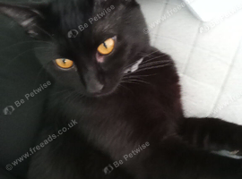 Cat for sale