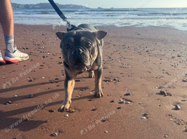 French bulldog