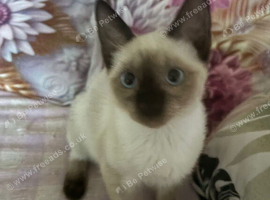 Ragdoll mix sphynx