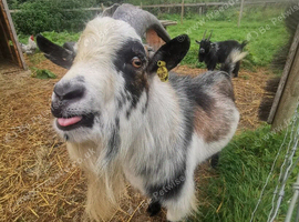 Pygmy Billy Goat