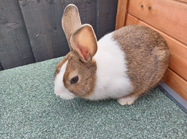 REDUCED: LAST dutch buck 10wk old