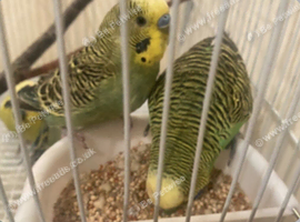Budgies