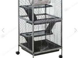 2 male rats with set up