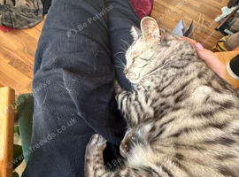 Rehome of sweet girl