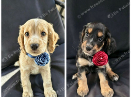 KC Reg health tested working cocker spaniels