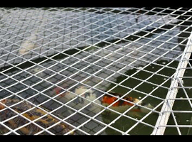 Japanese koi karp