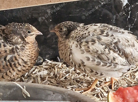 Button quails