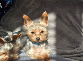 Tiny boy Koby for stud only, silver Yorkshire terrier