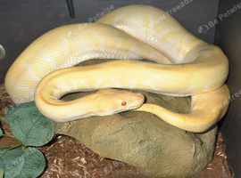 Lovely huge Friendly female phantom enchi yb albino ball python