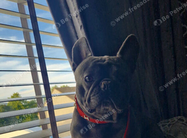 Looking to rehome my 5 year old frenchie.