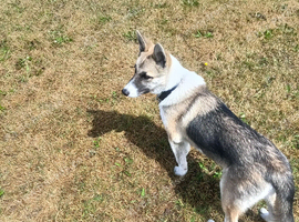 Husky x German shepherd