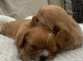 Kennel Club registered ruby Cavalier King Charles spaniel BOY puppies available.  Parents both health tested.