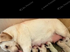 6 gorgeous Labrador retrievers