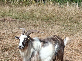 Pygmy Billy Goat