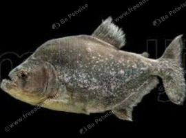 LOOKING FOR BLACK PIRANHA FISH