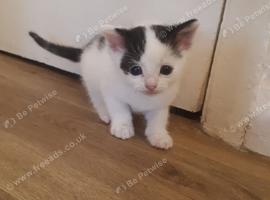 Boy kitten