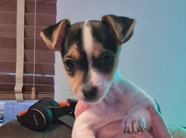 Lovely Jack Russell pups for sale