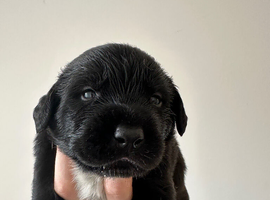 Cocker spaniel X lurcher cross
