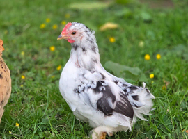 Pekin bantam boys