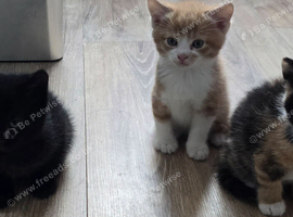 4 Adorable Kittens Looking for Loving Homes ️ free deliver
