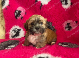Cute & Cuddly Shorkie Puppies Available