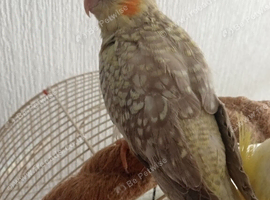 Hand reared baby cockatiel s