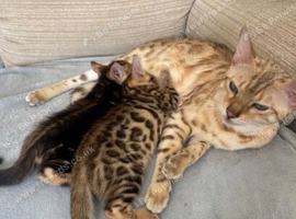 Beautiful Bengal Kittens