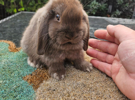 Female mini lop baby