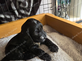 Gorgeous cockapoo puppies