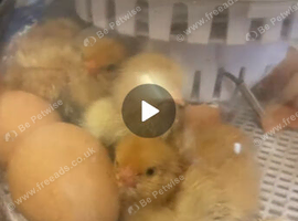 2 day old Warren x buff Orpington chick's