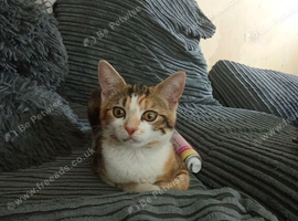 Kittens for urgent adoption!