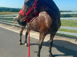 Appaloosa mare 15.2