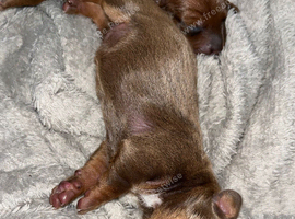 Dashound puppies