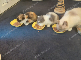 Persian x ragdoll