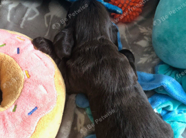 Cocker spaniel beautiful puppies
