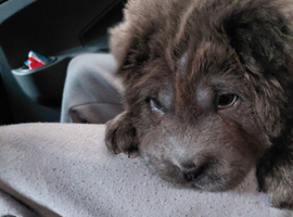 2 Shar pei puppy 8 months old female and male bear coat